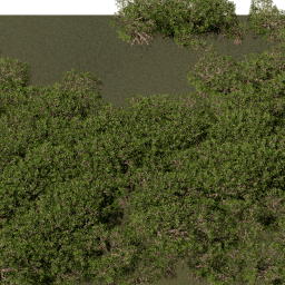 Mangroves B summer