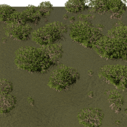 Mangroves C summer