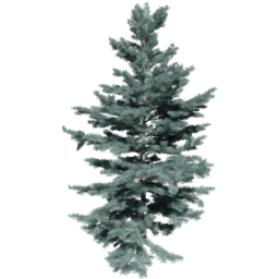 Abies concolor B spring summer autumn