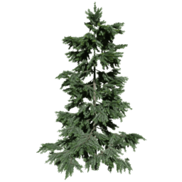 Cedrus brevifolia A spring summer autumn