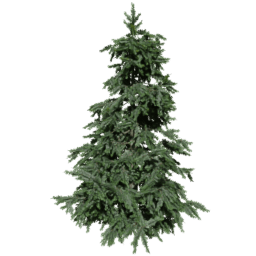 Cedrus brevifolia B spring summer autumn