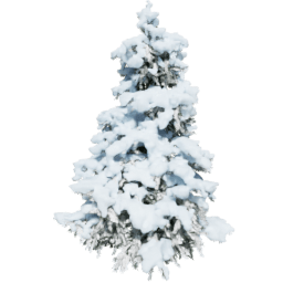 Cedrus brevifolia B winter