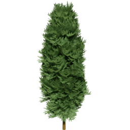 Chamaecyparis lawsoniana A spring summer autumn