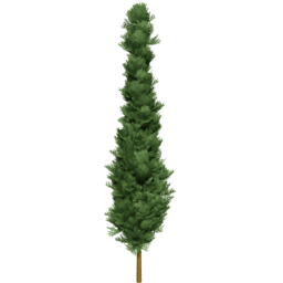 Chamaecyparis lawsoniana C spring summer autumn