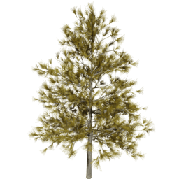 Larix decidua A autumn