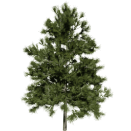 Larix decidua A spring summer