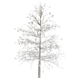 Larix decidua A winter