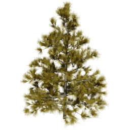 Larix decidua B autumn
