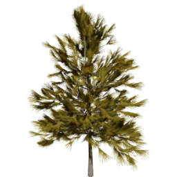 Larix decidua C autumn