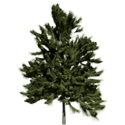 Larix decidua C spring summer
