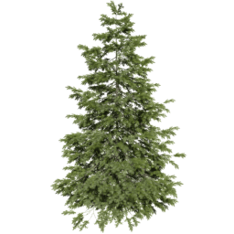 Picea abies C spring summer autumn