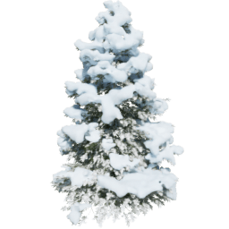 Picea abies C winter