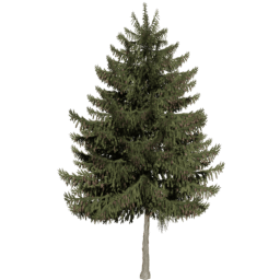 Picea obovata A autumn