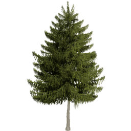 Picea obovata A spring
