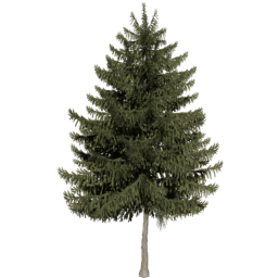 Picea obovata A summer
