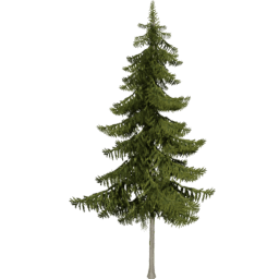 Picea obovata B spring