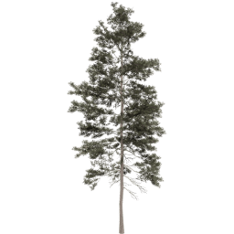 Pinus jeffreyi A spring summer autumn