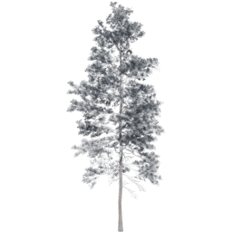 Pinus jeffreyi A winter