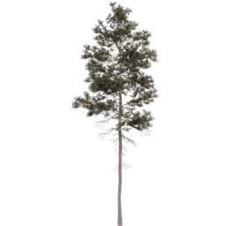 Pinus jeffreyi B spring summer autumn