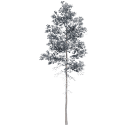 Pinus jeffreyi B winter