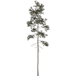 Pinus jeffreyi C spring summer autumn
