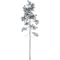 Pinus jeffreyi C winter