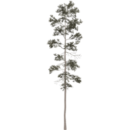 Pinus jeffreyi D spring summer autumn