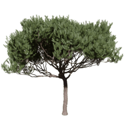 Pinus pinaster A spring summer autumn
