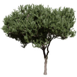 Pinus pinaster B spring summer autumn