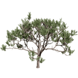 Pinus pinaster C spring summer autumn
