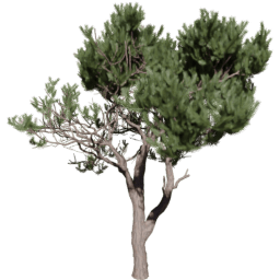 Pinus pinaster D spring summer autumn