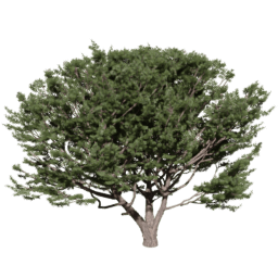 Pinus pinaster E spring summer autumn