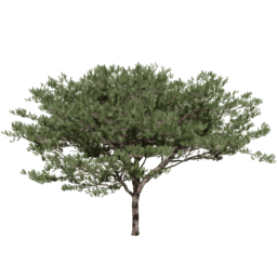 Pinus pinaster F spring summer autumn