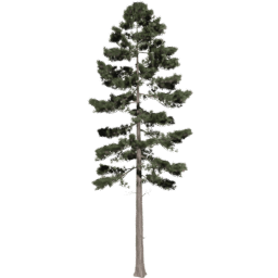 Pinus ponderosa A spring summer autumn