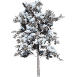 Pinus ponderosa B winter