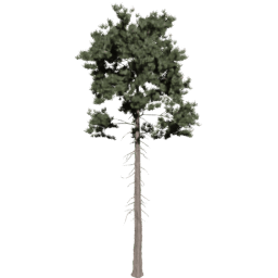 Pinus ponderosa C spring summer autumn