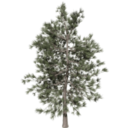 Pinus ponderosa D spring summer autumn