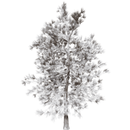 Pinus ponderosa D winter