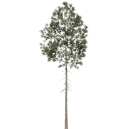 Pinus ponderosa E spring summer autumn