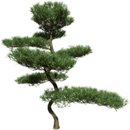 Podocarpus macrophyllus B spring summer autumn