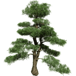Podocarpus macrophyllus D spring summer autumn