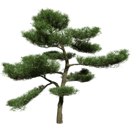 Podocarpus macrophyllus F spring summer autumn