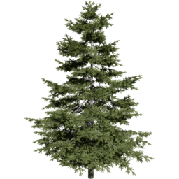 Pseudotsuga menziesii B spring summer autumn