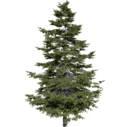 Pseudotsuga menziesii C spring summer autumn