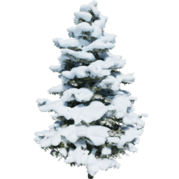Pseudotsuga menziesii C winter