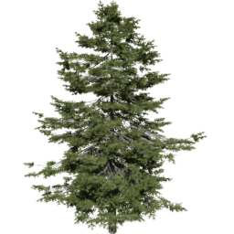 Pseudotsuga menziesii D spring summer autumn