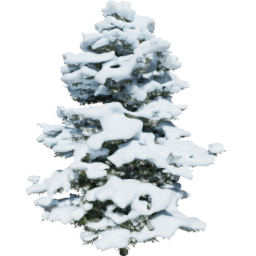 Pseudotsuga menziesii D winter