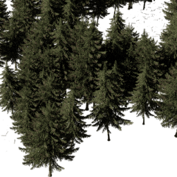Picea obovata B autumn