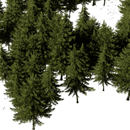 Picea obovata B spring