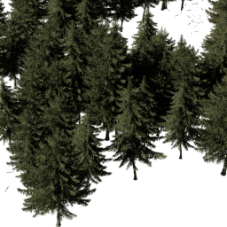 Picea obovata B summer